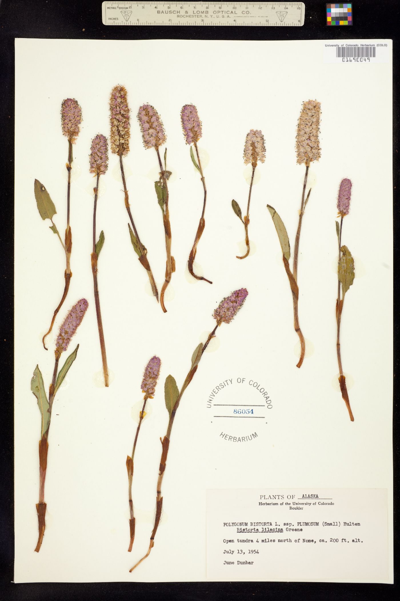 Bistorta plumosa image