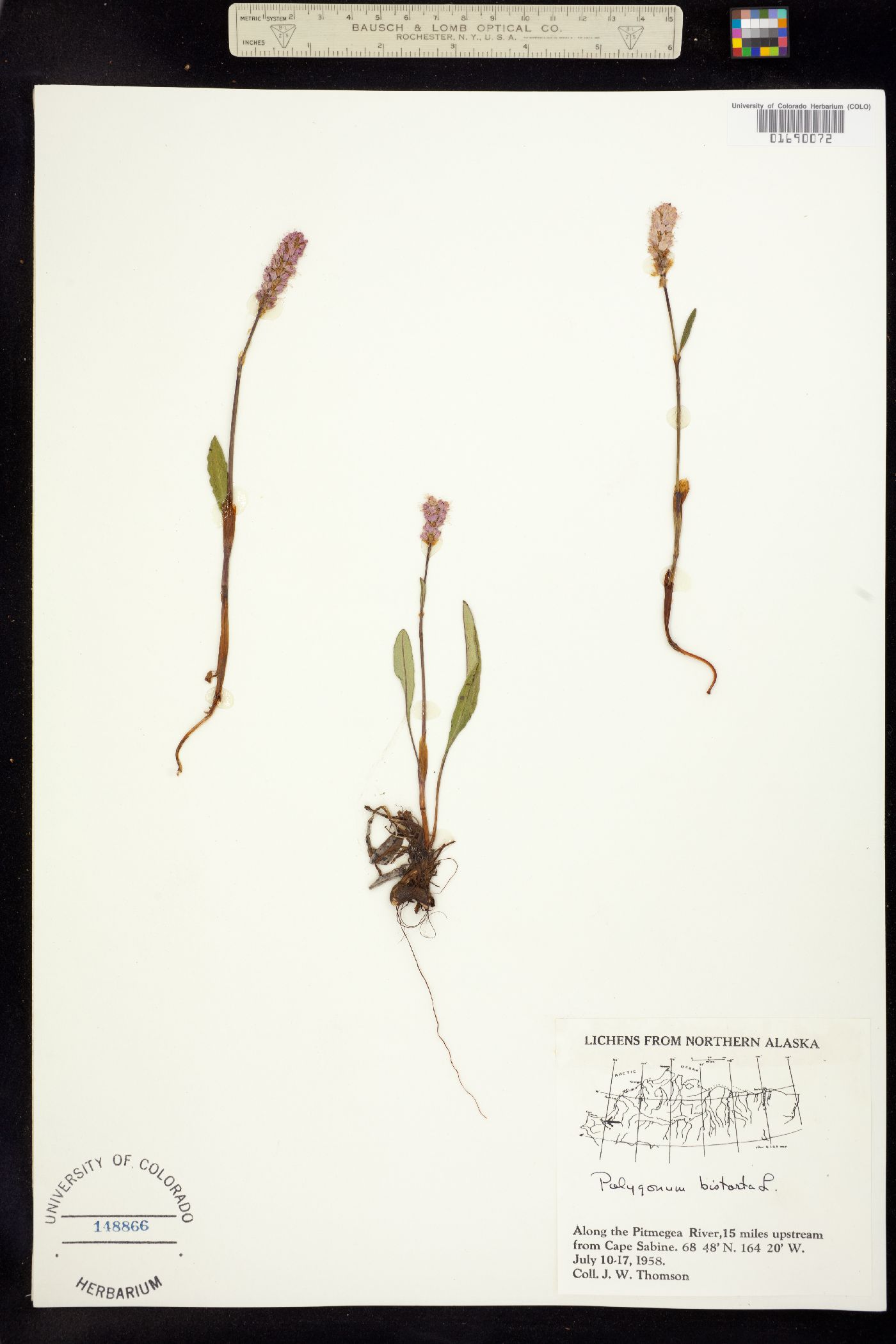 Bistorta plumosa image