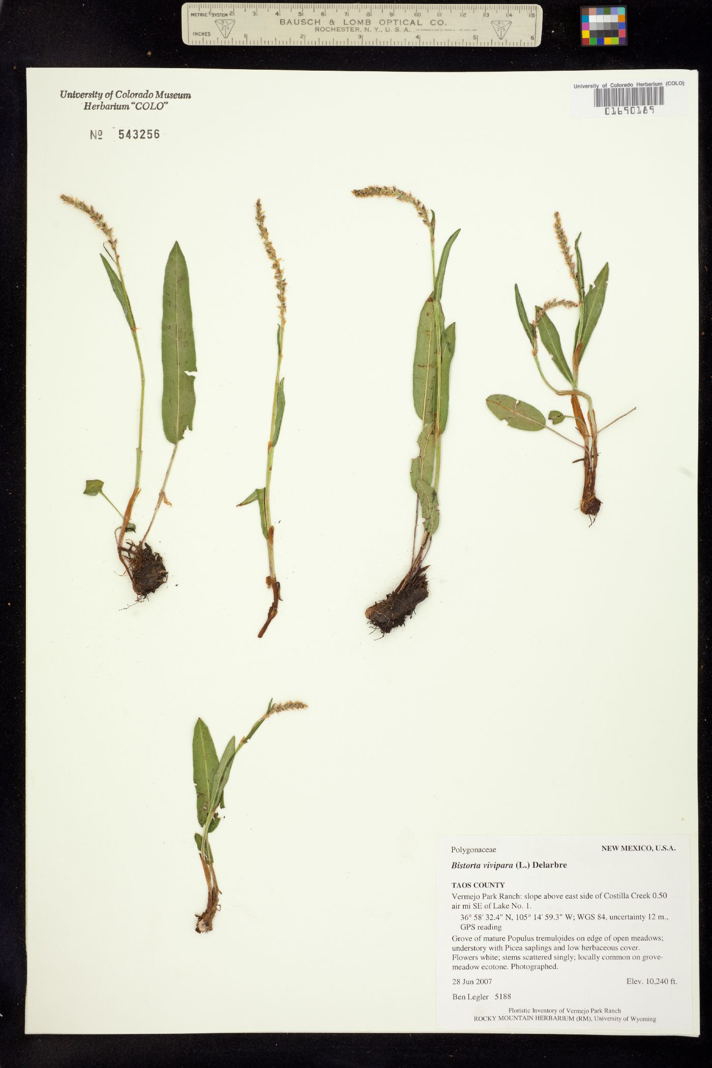 Bistorta image
