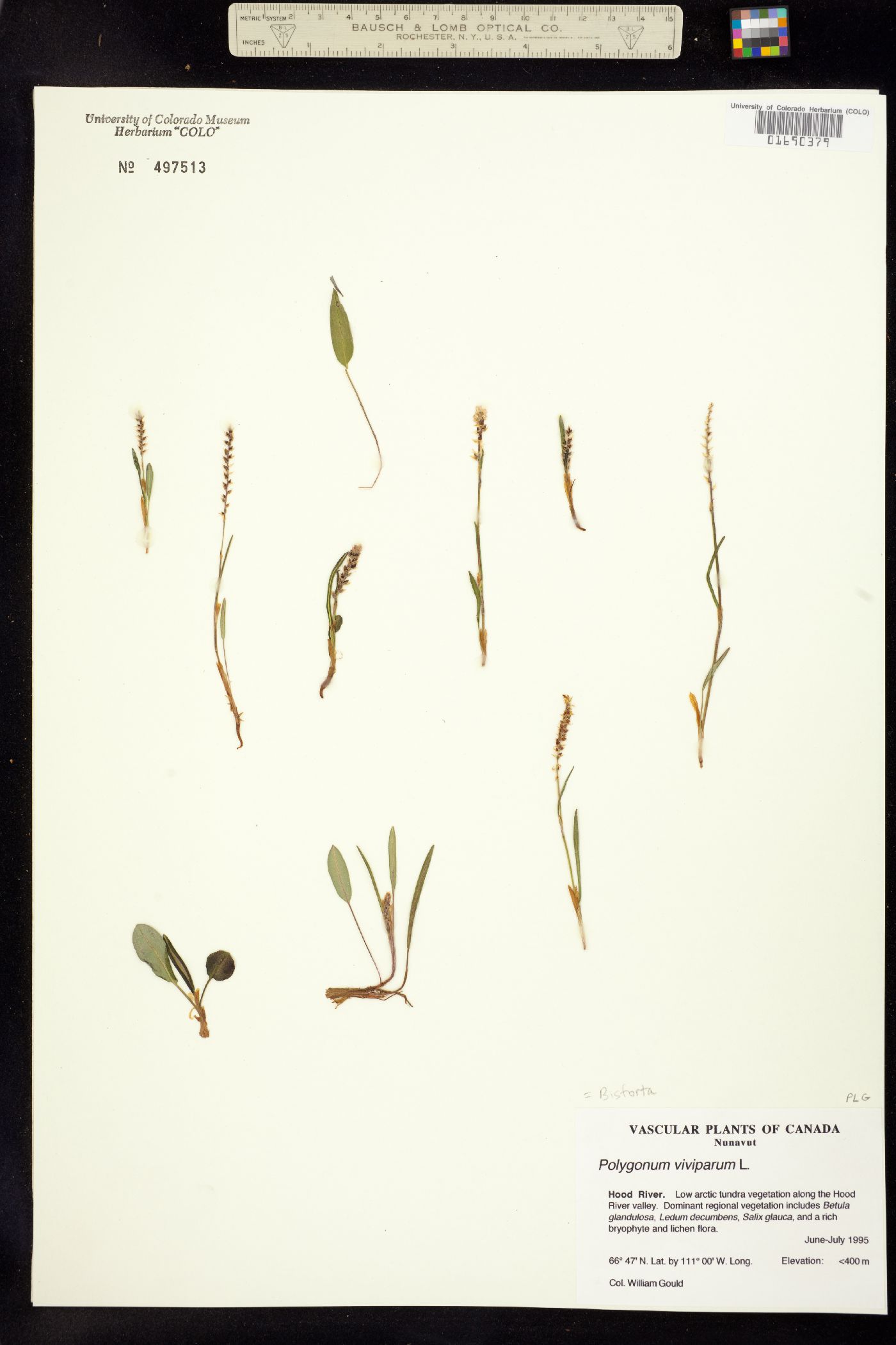 Bistorta vivipara image