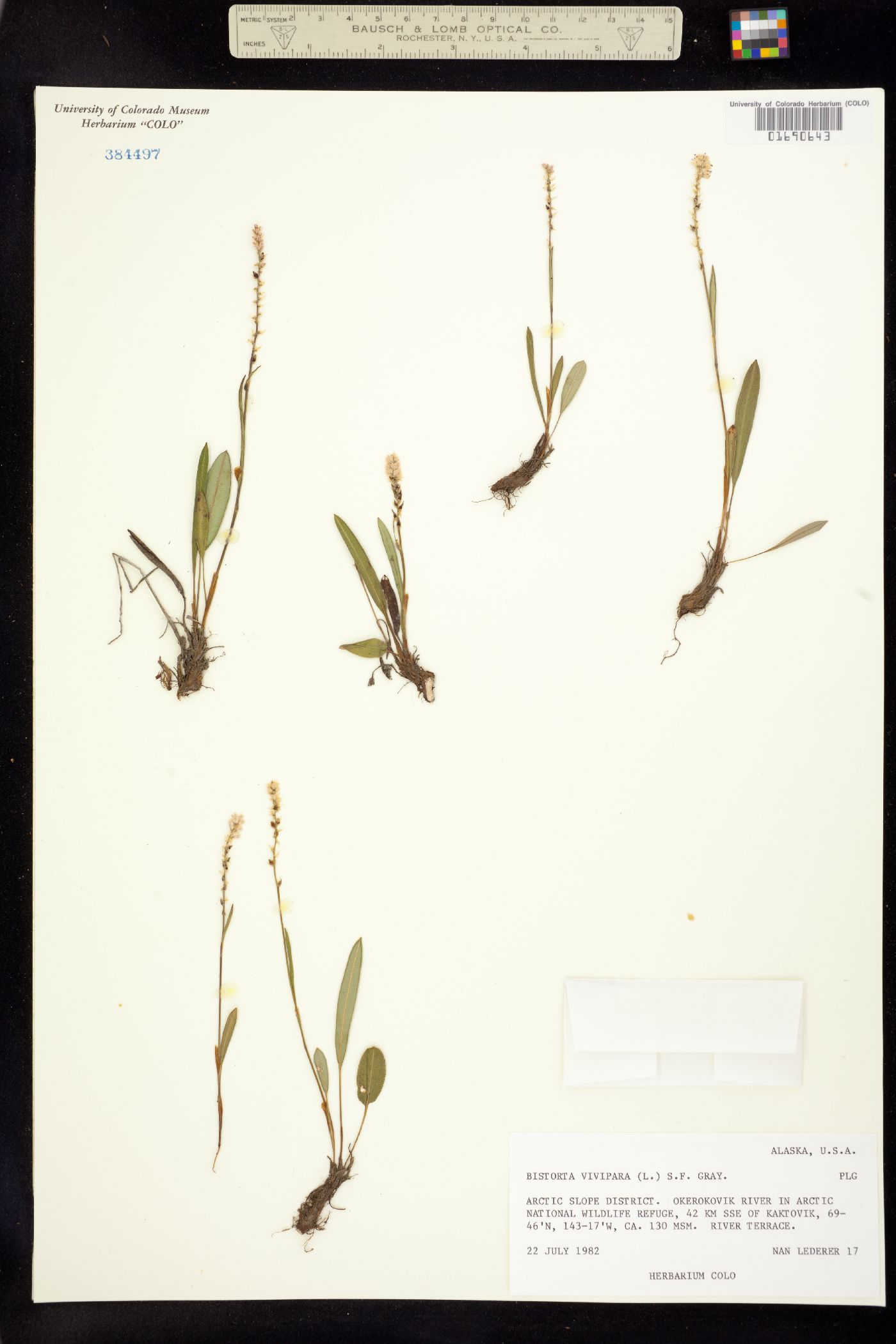 Bistorta vivipara image