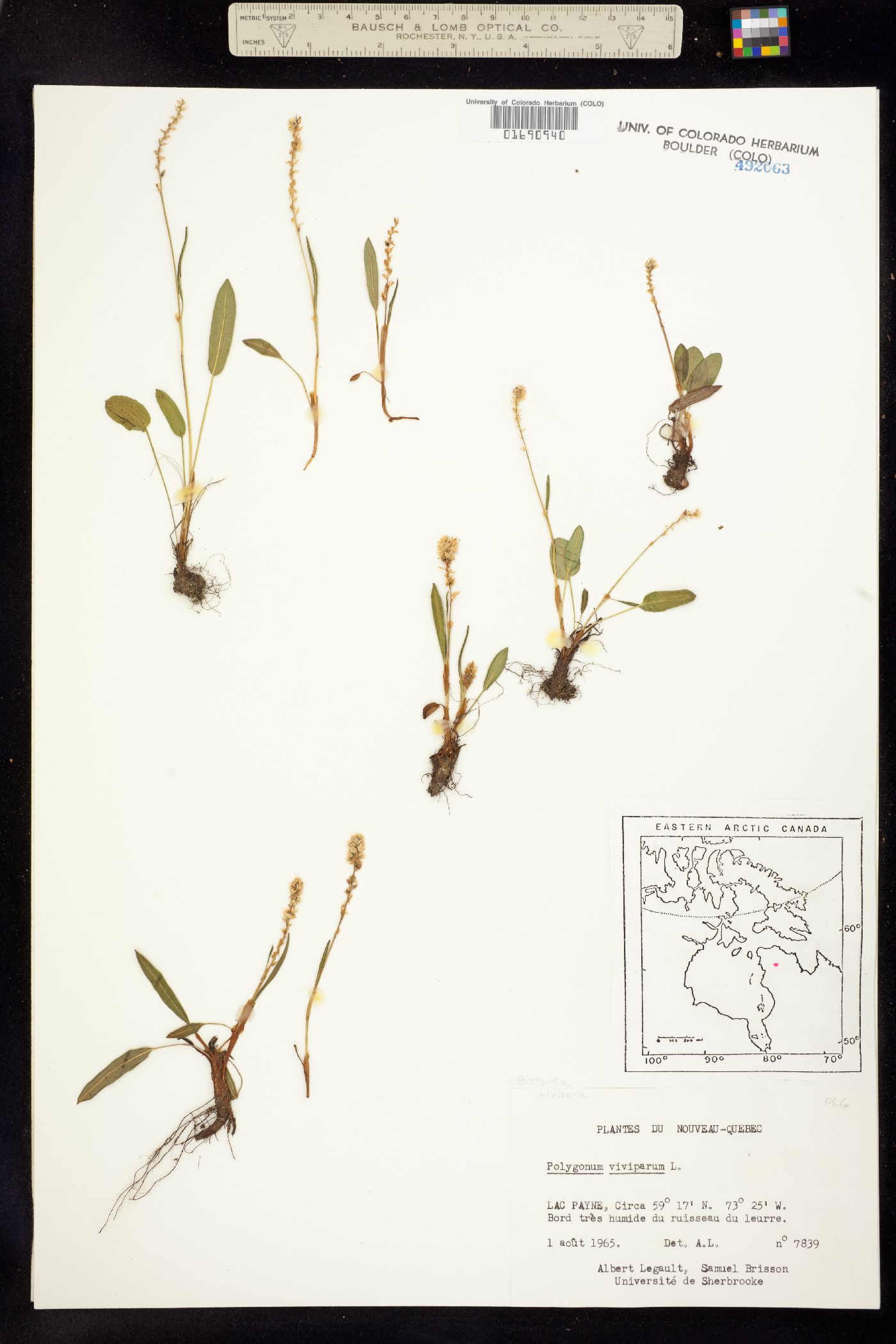 Bistorta vivipara image