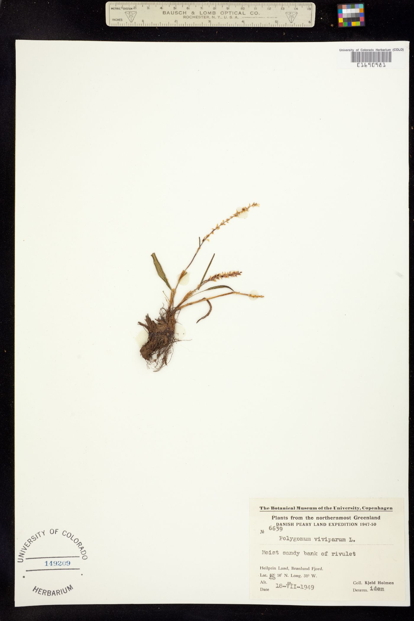 Bistorta vivipara image