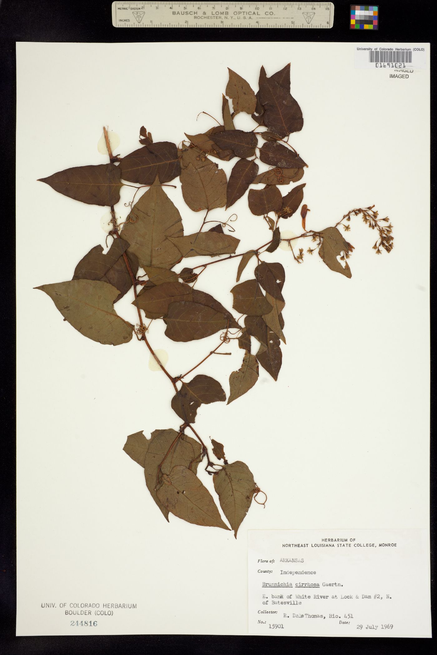 Brunnichia ovata image
