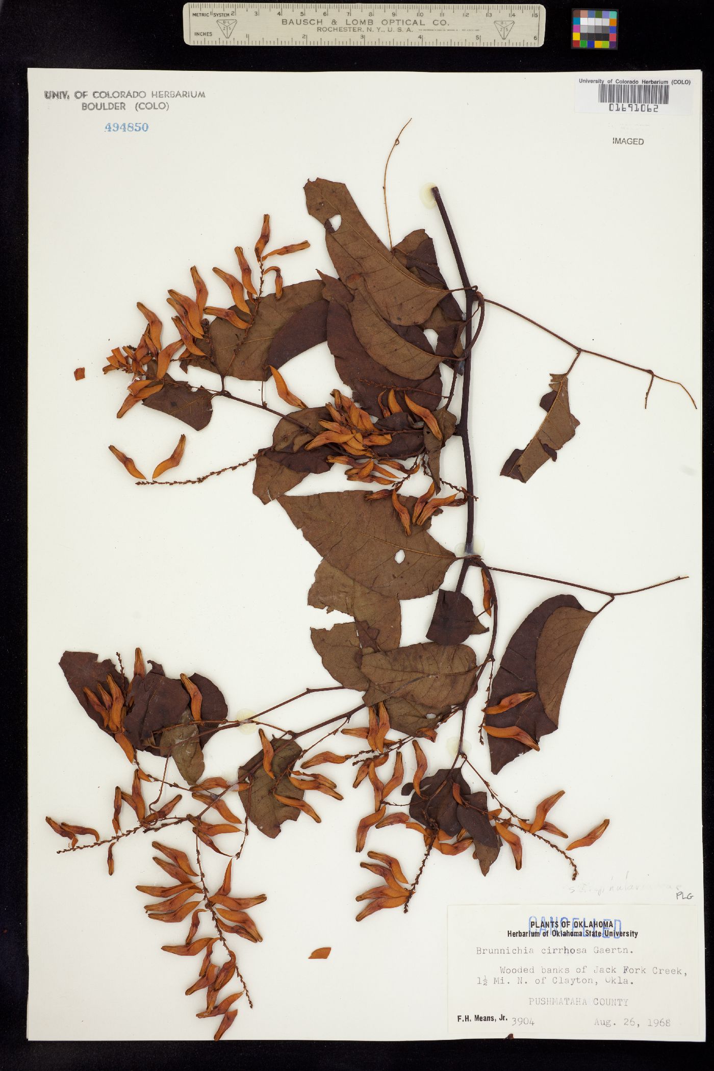 Brunnichia ovata image