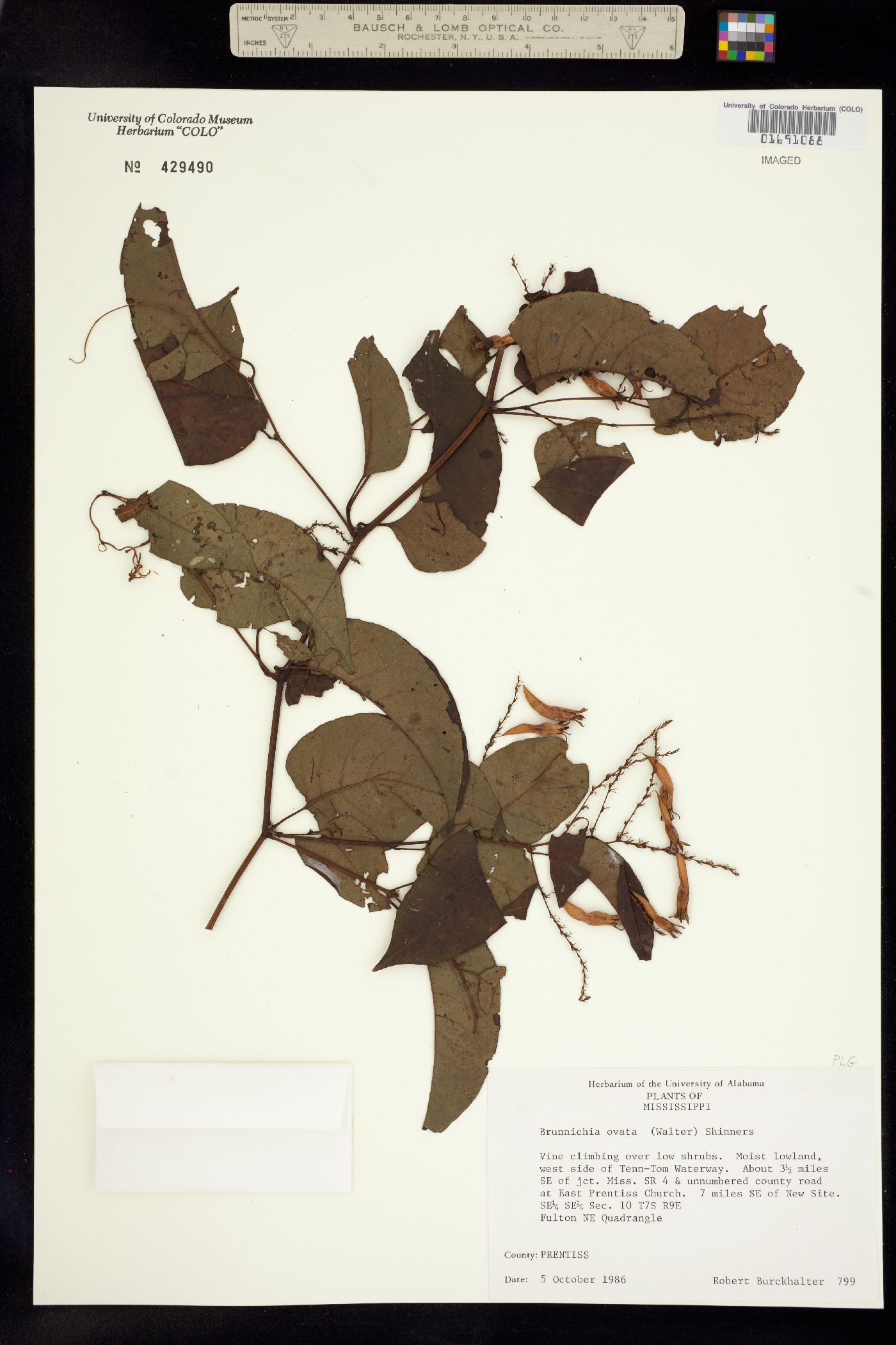 Brunnichia image