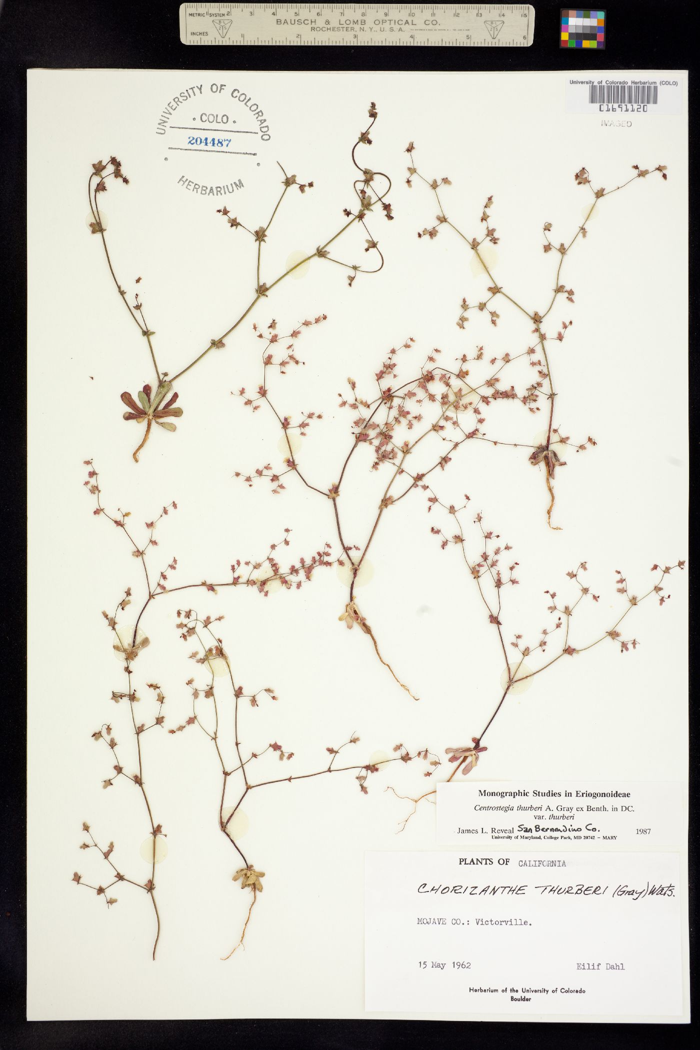 Centrostegia thurberi image