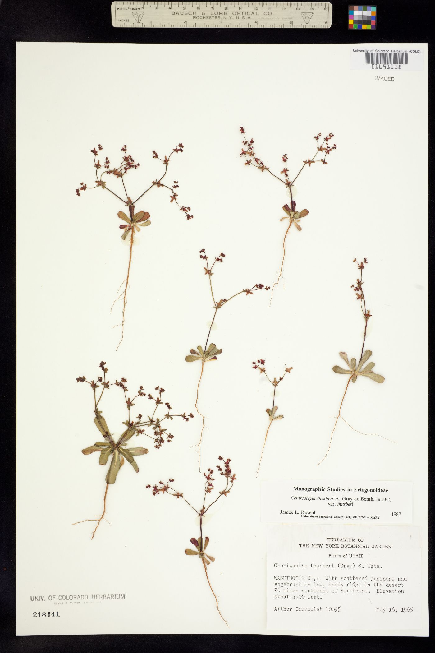 Centrostegia thurberi image