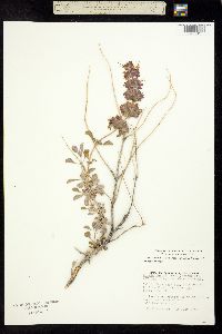 Image of Salvia dorrii