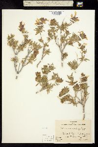 Image of Salvia eremostachya
