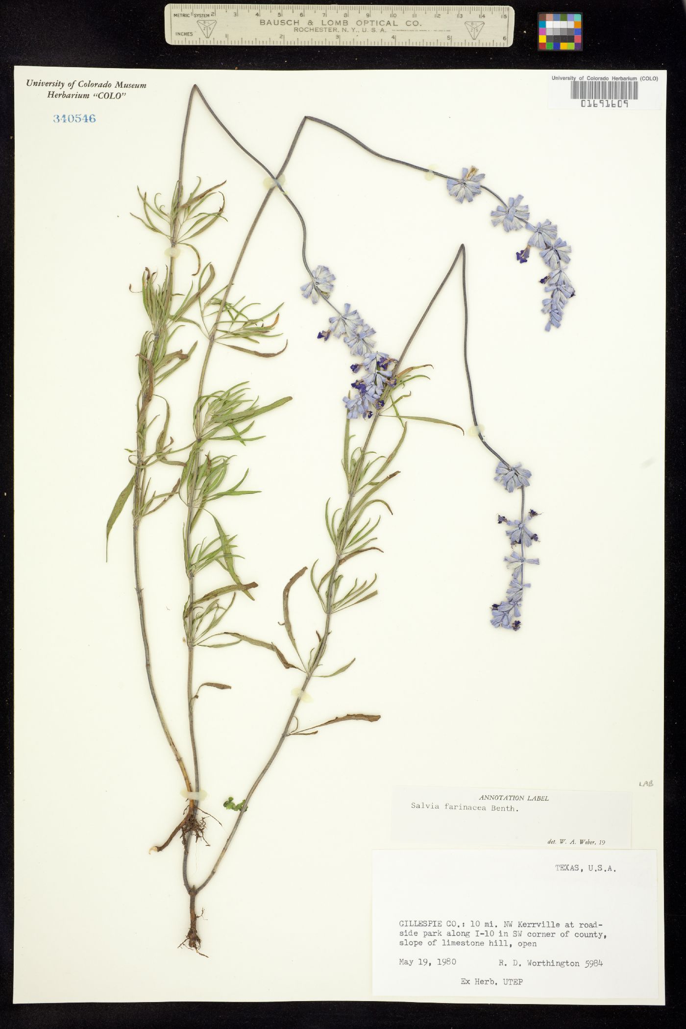 Salvia farinacea image
