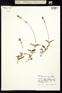 Salvia forreri image