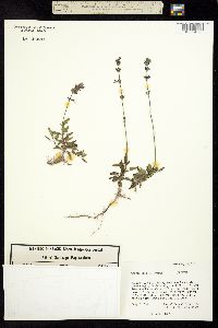 Salvia forreri image