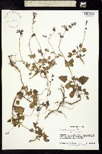 Salvia glechomifolia image