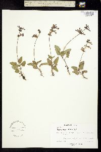 Salvia glechomifolia image