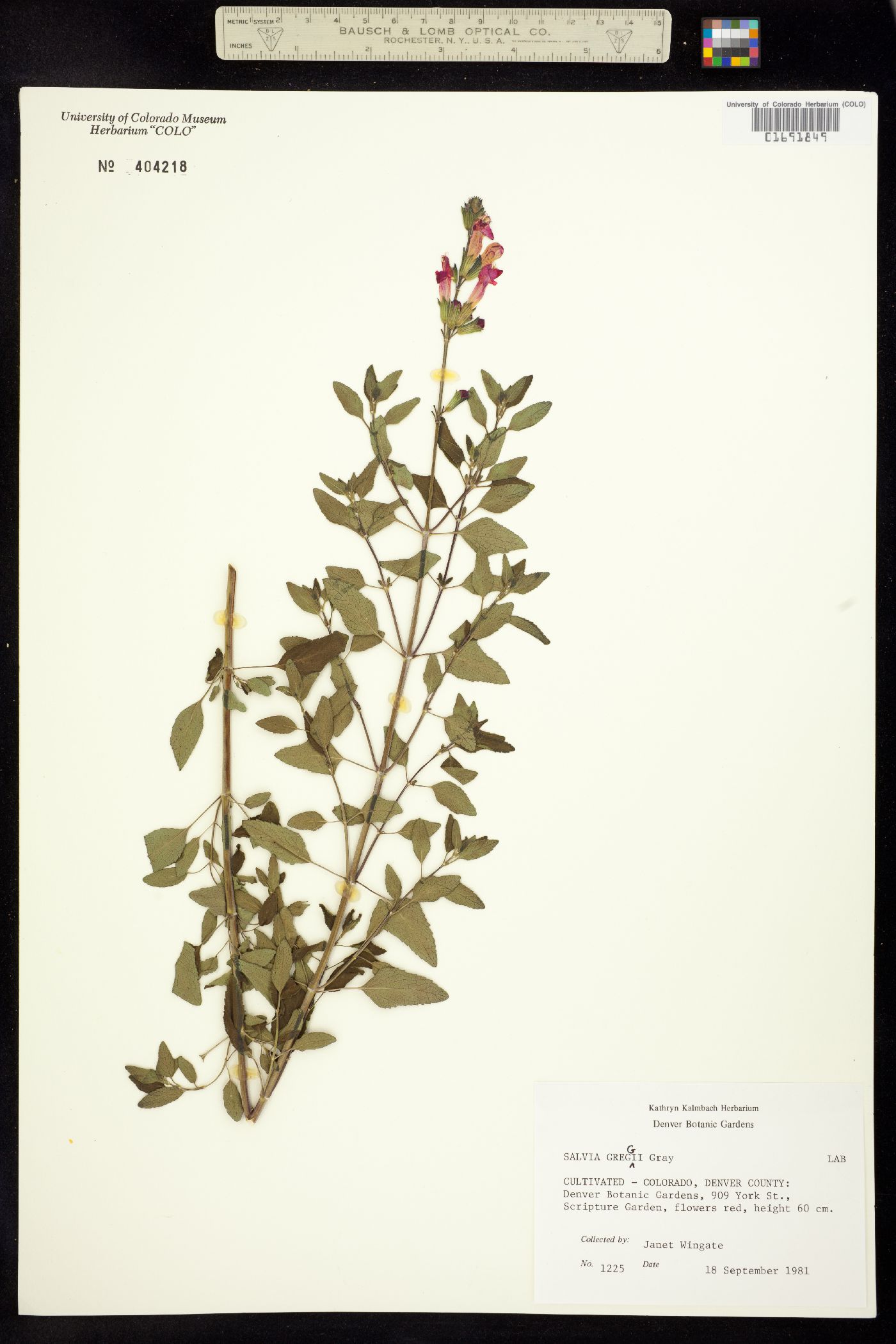 Salvia greggii image