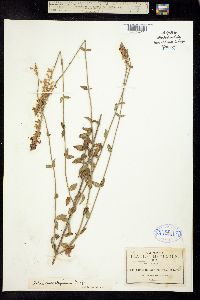 Salvia guadalajarensis image