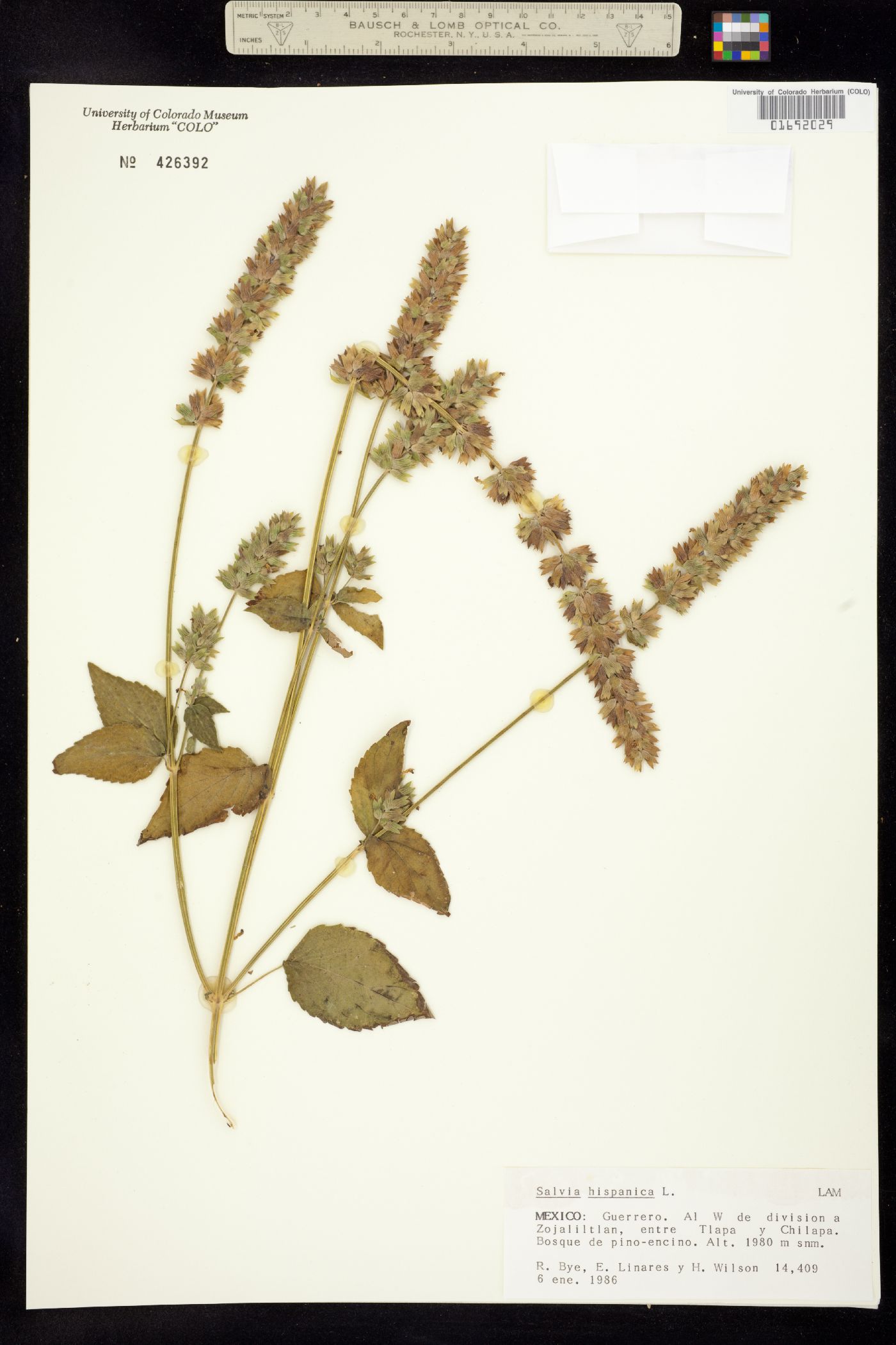 Salvia hispanica image