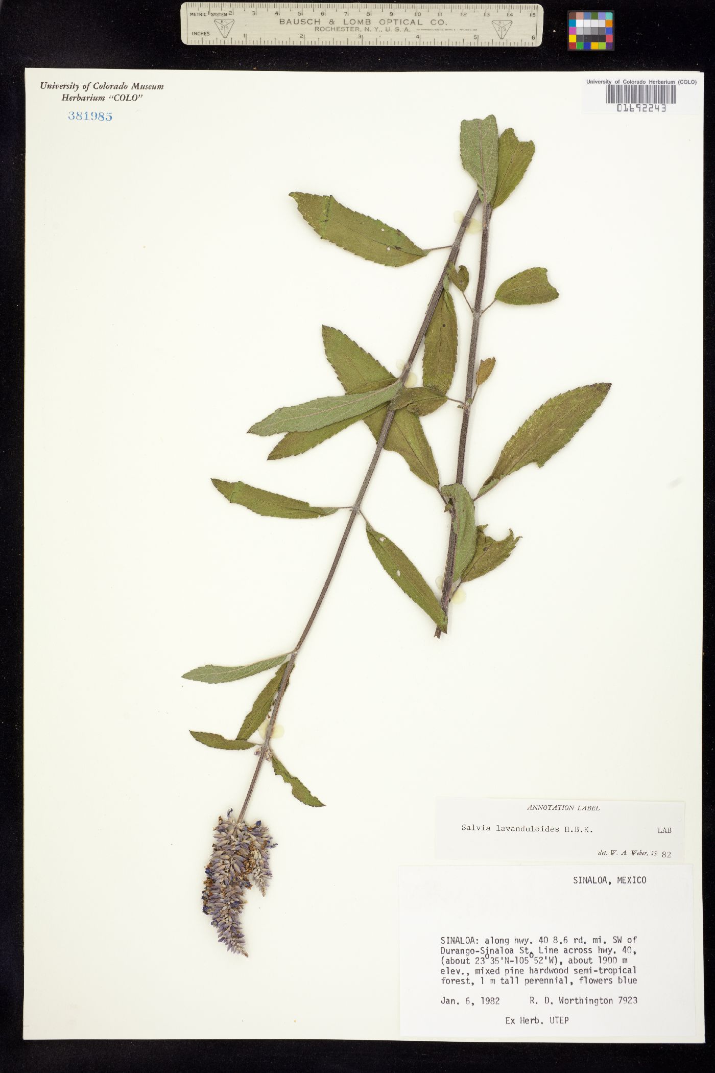 Salvia lavanduloides image