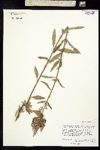 Salvia lavanduloides image