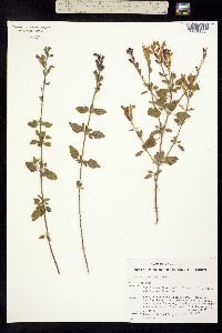Image of Salvia lemmonii