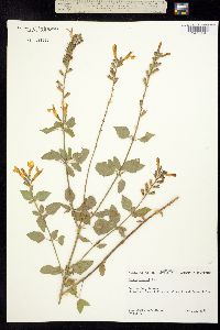 Salvia lemmonii image