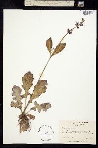 Image of Salvia lyrata