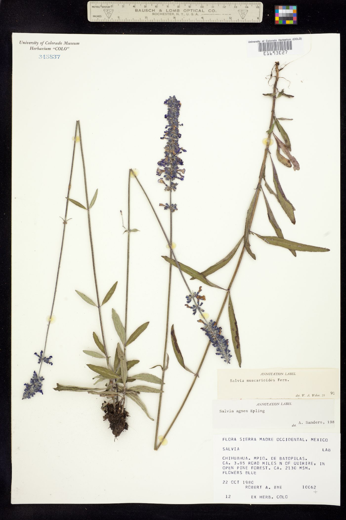 Salvia muscarioides image