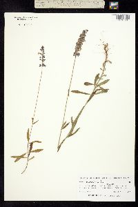 Salvia muscarioides image