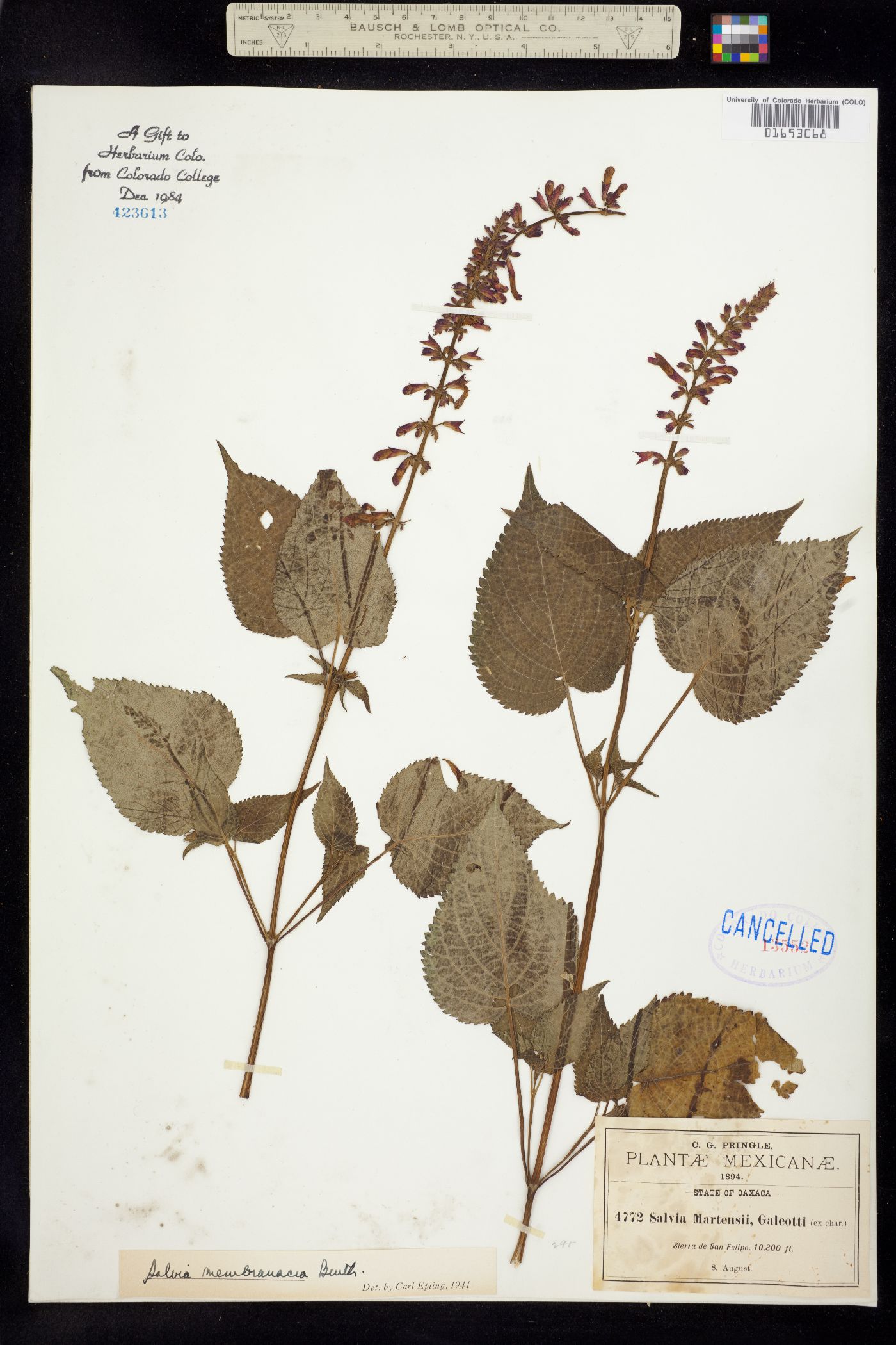 Salvia membranacea image