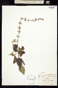 Salvia nepetoides image