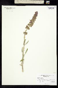 Image of Salvia officinalis