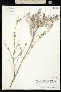 Image of Salvia parryi