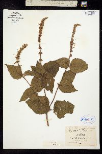 Salvia polystachya image