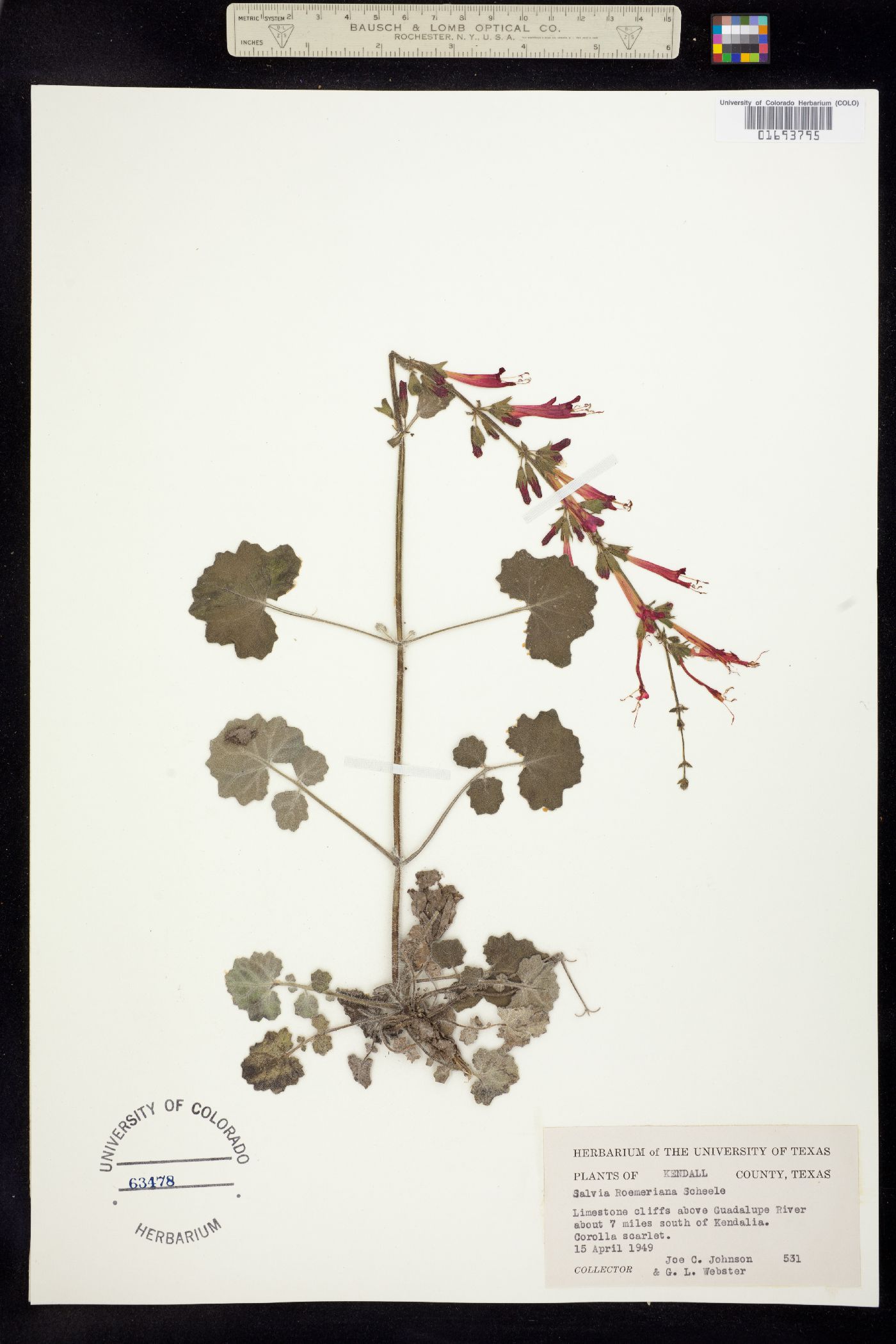 Salvia roemeriana image
