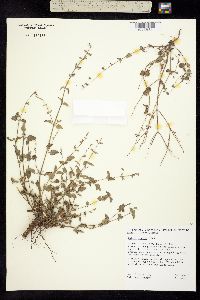 Salvia misella image
