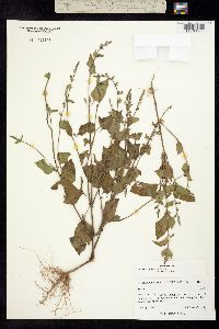 Image of Salvia setosa