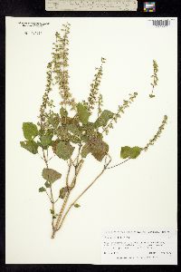 Image of Salvia tiliifolia