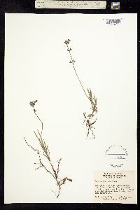 Salvia unicostata image