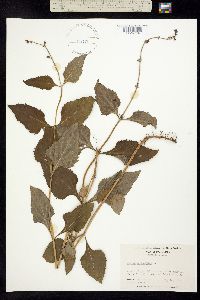 Image of Salvia urticifolia