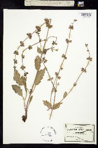 Image of Salvia verbenaca