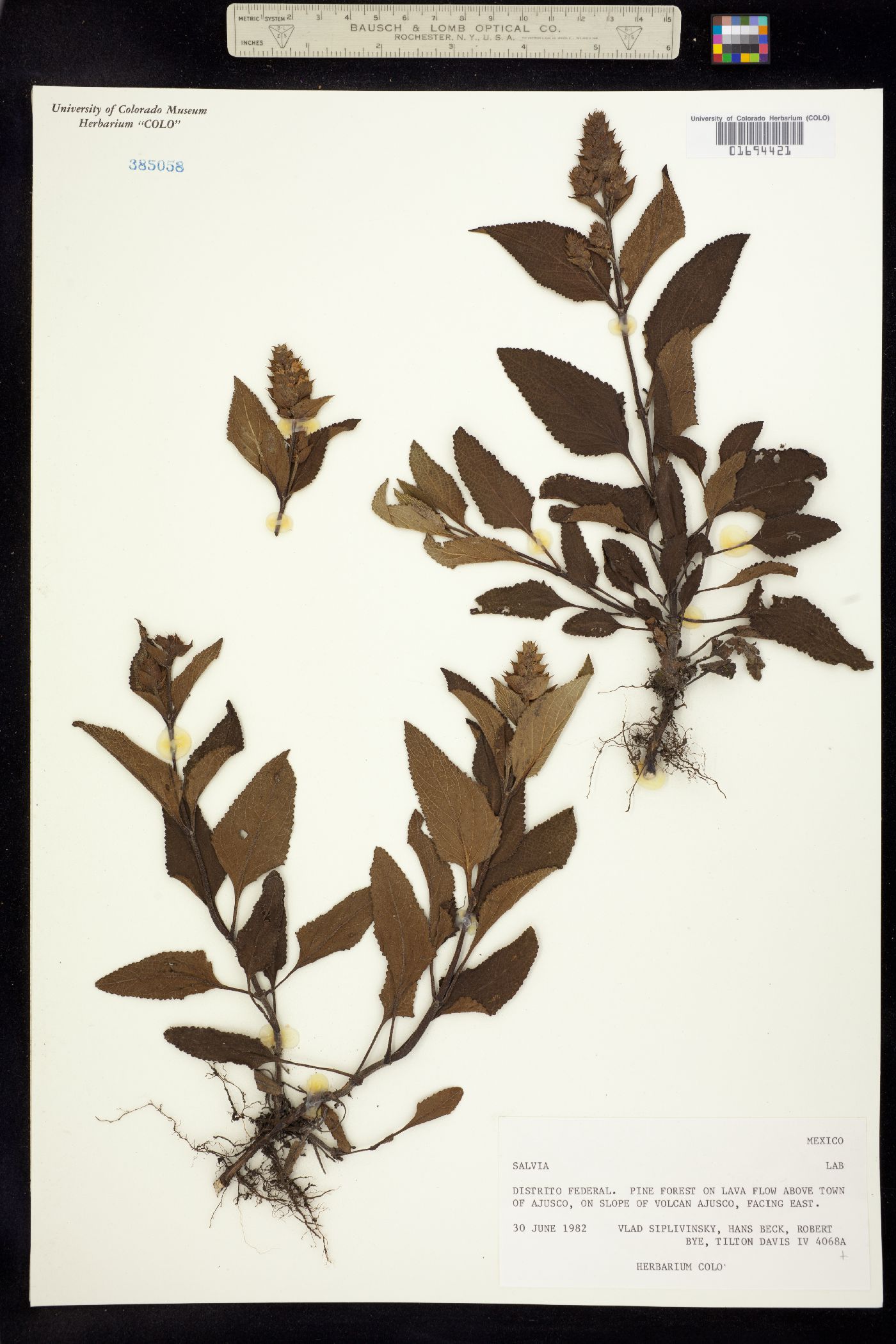 Lamiaceae image