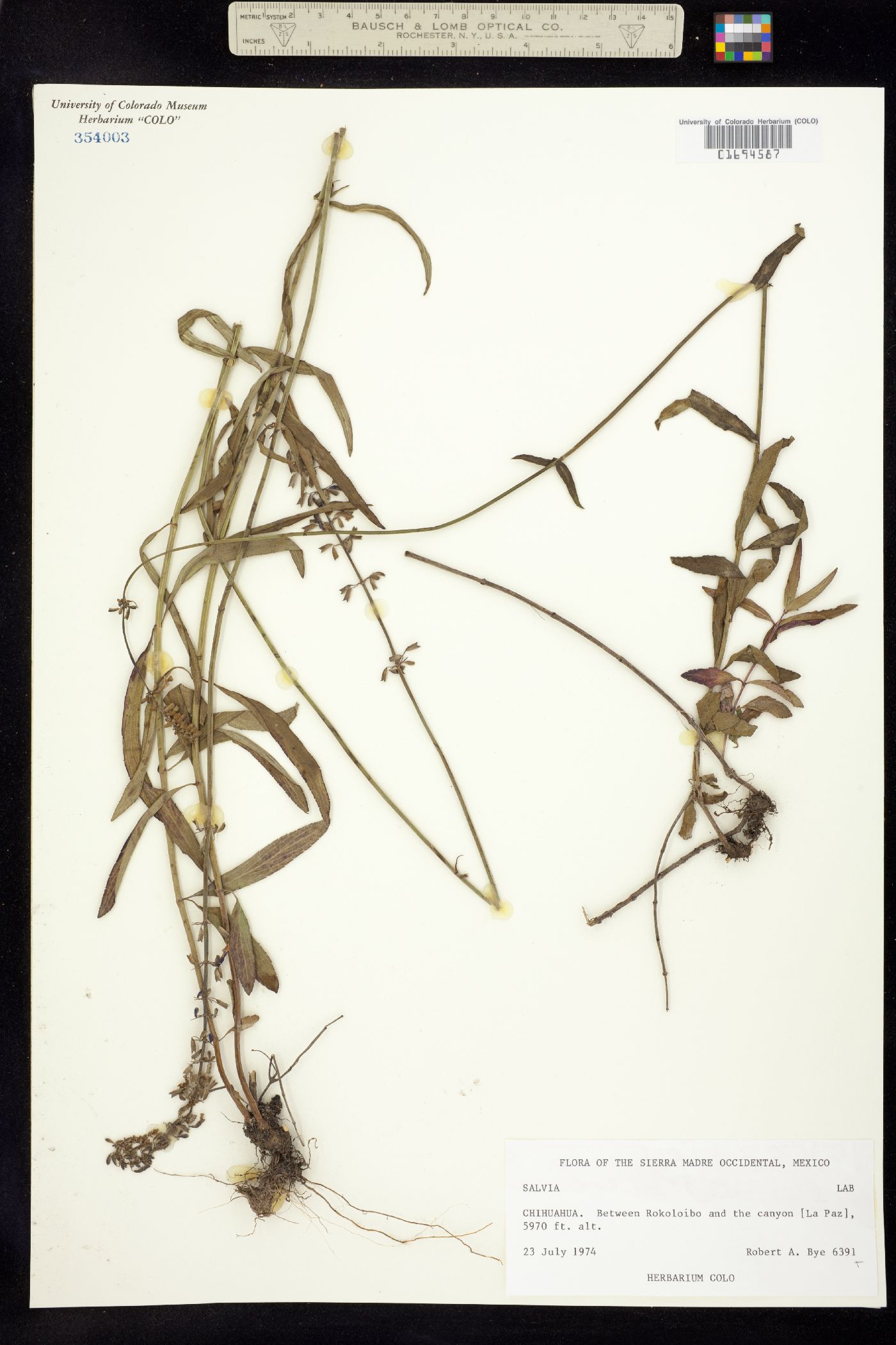 Salvia image