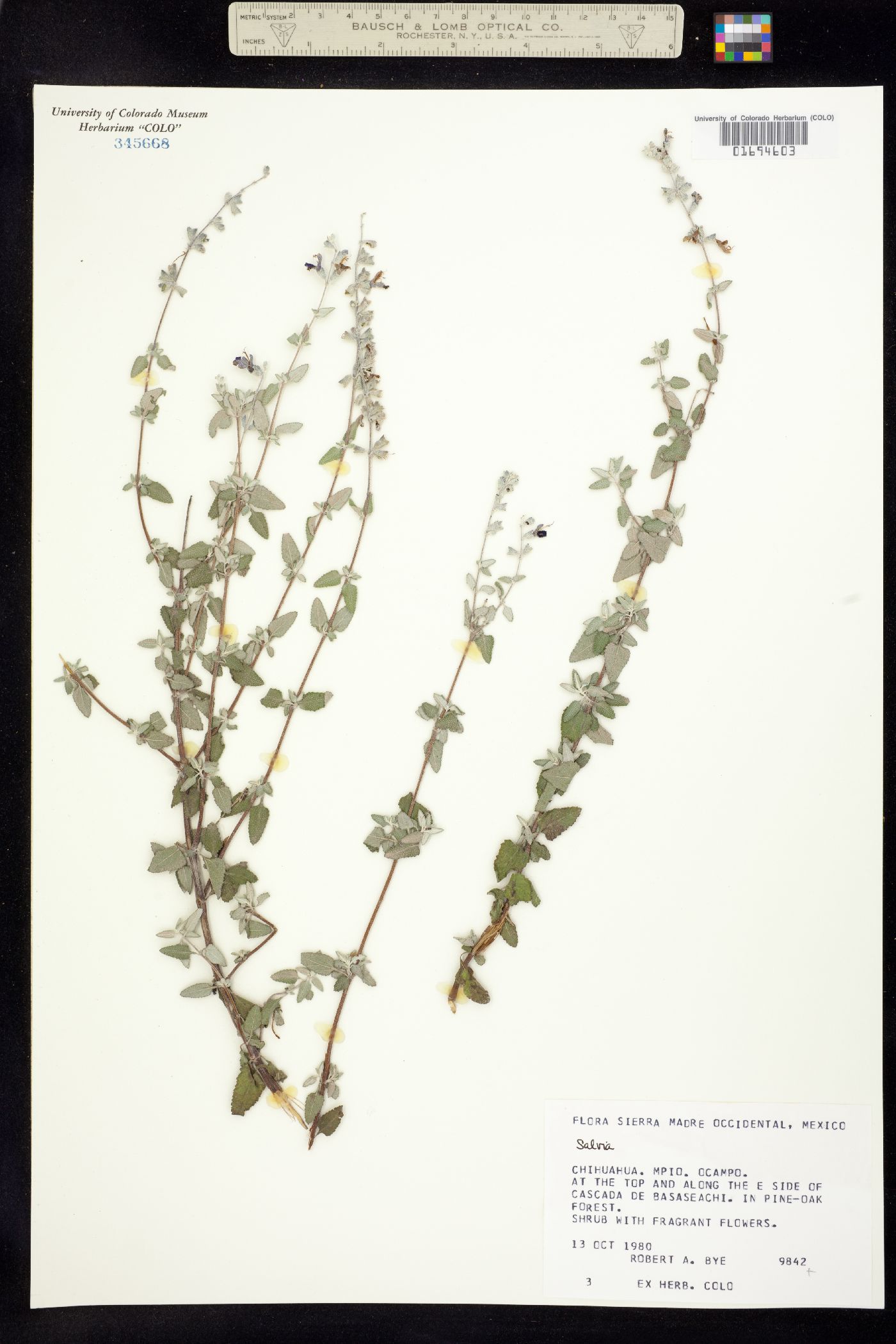 Lamiaceae image