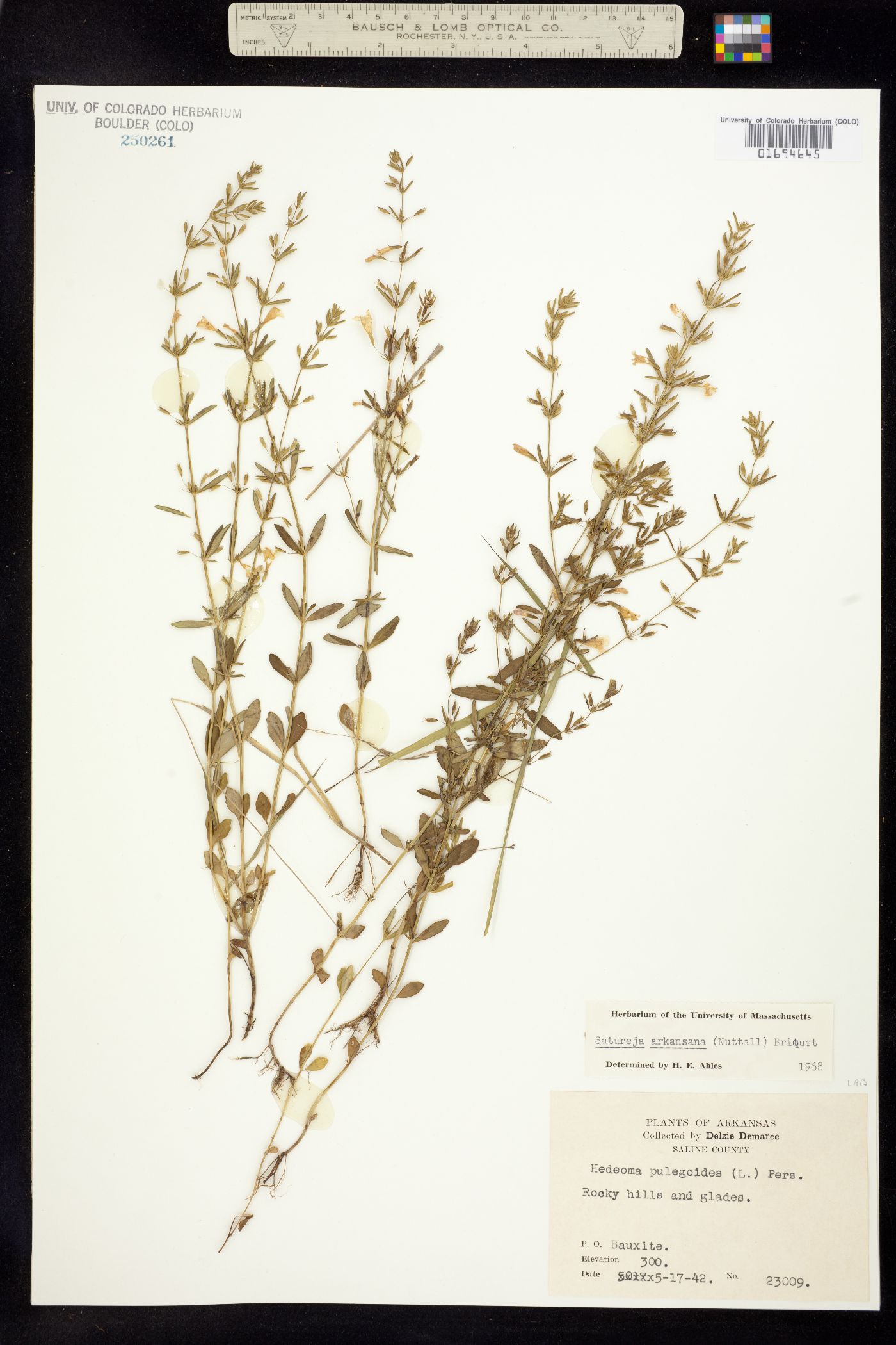 Clinopodium glabrum image
