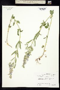 Image of Scutellaria integrifolia