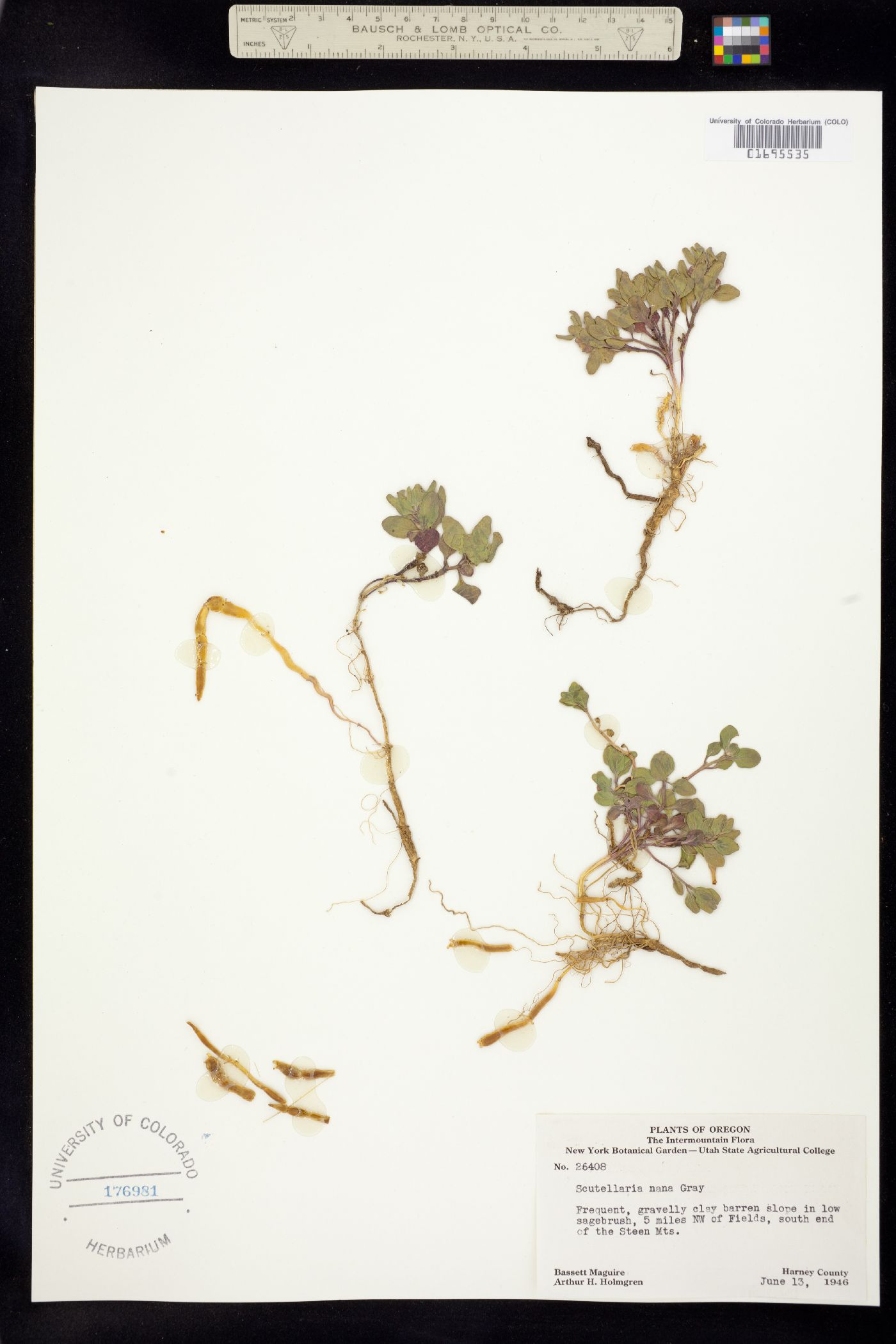 Scutellaria nana image