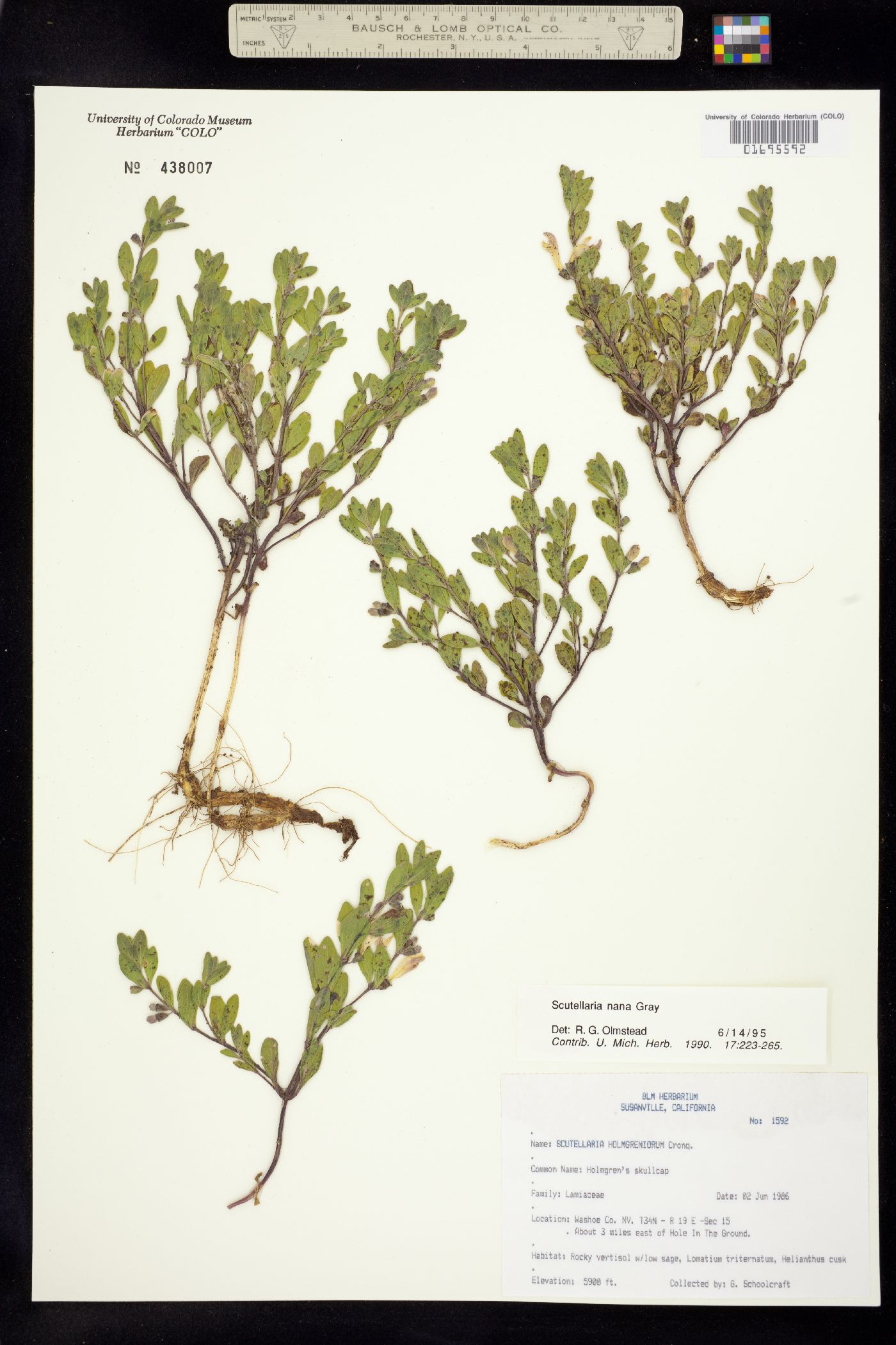 Scutellaria nana image