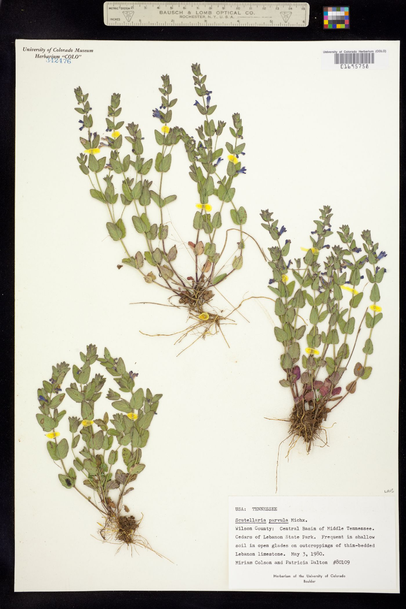 Scutellaria parvula image