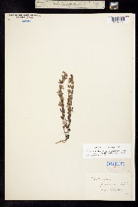 Image of Scutellaria parvula